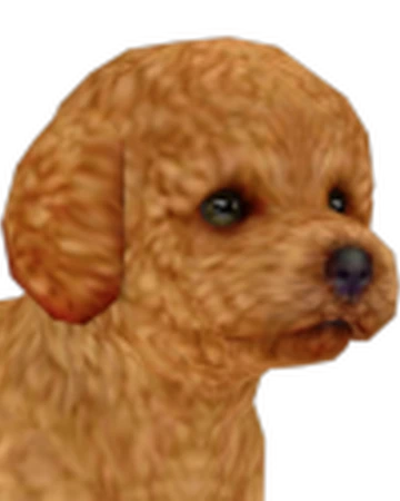 best toys for toy poodles