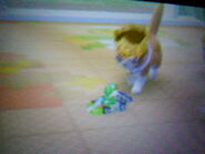 (3DS) A Longhair Cat following the Yoshi Kart