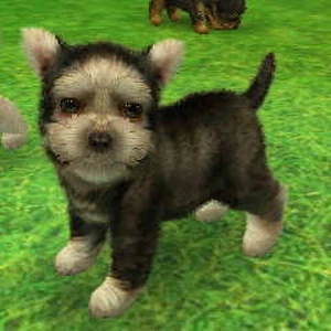 yorkshire terrier nintendogs