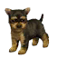 The preview icon for the Yorkshire Terrier shown in the Kennel.