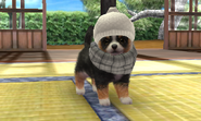 (3DS) A Pomeranian wearing the White Knit Hat.