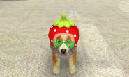 (3DS) A Shetland Sheepdog wearing a Strawberry Hood.