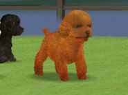 A Brown Toy Poodle