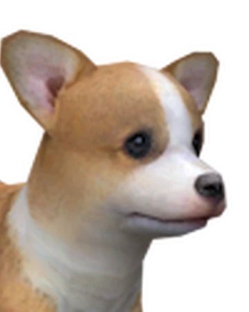 large curly dog breeds