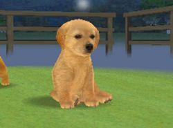 Golden Retriever Nintendogs Wiki Fandom