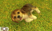 Tricolour beagle in Nitendogs + Cats Golden Retriever and Friends version 