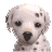 The preview icon for the Dalmatian shown in the Kennel.