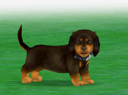 Fathom the Dachshund