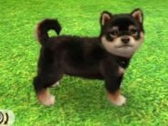 Tricolor Shiba found through the Black & Tan section.