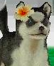 (DS) A Siberian Husky wearing the Hibiscus.