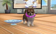 (3DS) A Pomeranian wearing the Purple Leather Collar