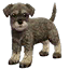 The icon shown for the Schnauzer in the Kennel.