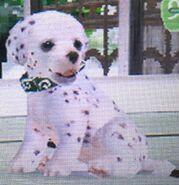 A Dalmatian in a Japanese Print Collar