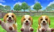 Lemon & White Beagles in 3DS version