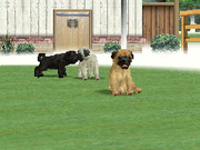 All three Pugs in the DS version