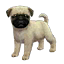 The preview icon shown for the Pug in the Kennel.