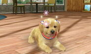 (3DS) Sparkles appearing after a Golden Retriever eats a piece of Beef Jerky