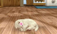 Pure white Shiba Inu (Lost) sleeping