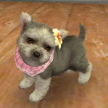 yorkshire terrier nintendogs
