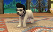 (3DS) A white German Shepherd puppy wearing the Pompadour Wig.