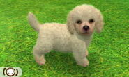 White clipped muzzle Toy Poodle in 3DS