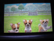 Red and White chihuahuas