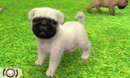 A white Pug in the 3DS version