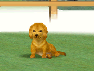 Nintendogs DS.