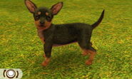 A black & tan pinscher.