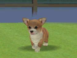 Pembroke Welsh Corgi Nintendogs Wiki Fandom
