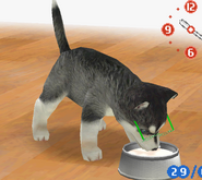 (DS) A Siberian Husky drinking formula milk