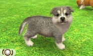 A gray husky pattern sheltie