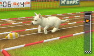 A white shepherd practicing the lure course with a yellow lure.