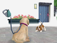 (DS) The leash in Nintendogs (and pink leash belonging to NPCs)