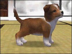 Nintendogs sheltie top