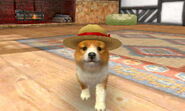 (3DS) A Shetland Sheepdog wearing the Straw Hat.