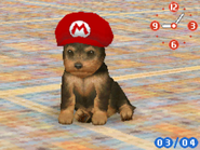 (DS) A Yorkshire Terrier wearing the Red Hat