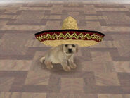 Yellow Lab with Mexican Hat