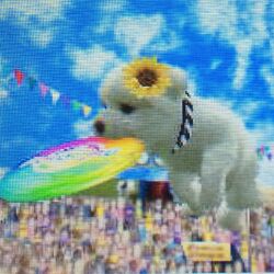 Nintendogs frisbee store