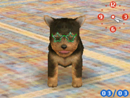 (DS) A Yorkshire Terrier wearing the Pair of Star Sunglasses