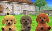 Yellow, gray, and red clipped muzzle Poodles (3DS)