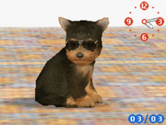 (DS) A Yorkshire Terrier wearing the Pair of Huge Sunglasses