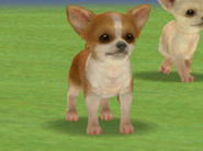 A Red & White Chihuahua (DS)