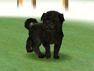 Black Pug in the DS version