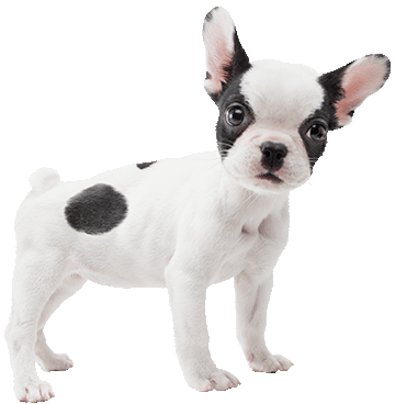 ihærdige Trafik At deaktivere French Bulldog | Nintendogs Wiki | Fandom