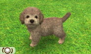 A gray & white fluffy muzzled poodle in the 3DS game