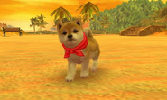 (3DS) A Shiba Inu wearing the Chef's Scarf.