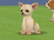 A Tan Shorthaired Chihuahua (DS)