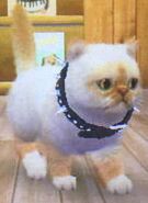 Precious in a Spiked Collar