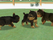 Yorkies kennel